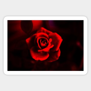 Red rose on red Sticker